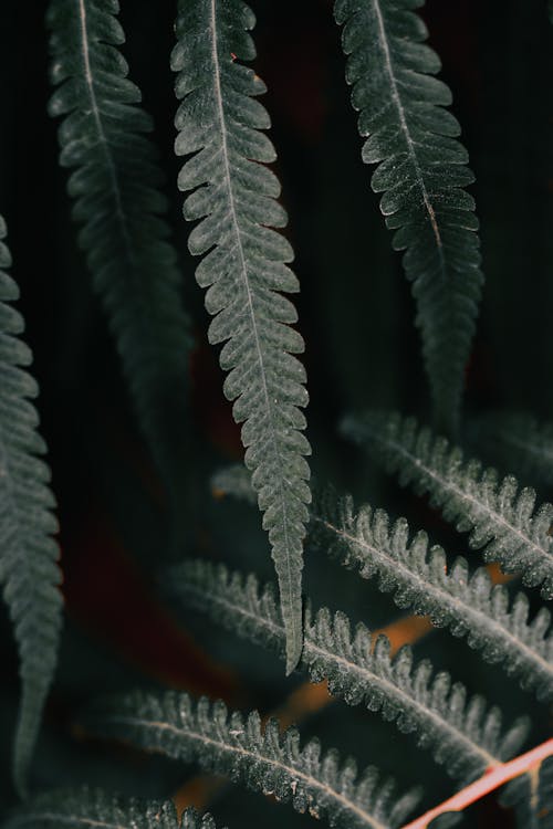 Close-Up Photo of Fern Leaves