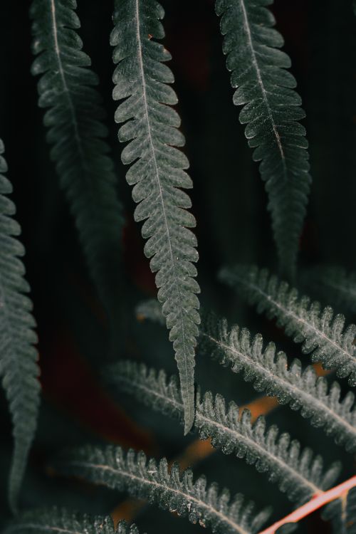 Free Detailed close-up of lush green fern leaves showcasing fresh fronds in natural lighting. Stock Photo