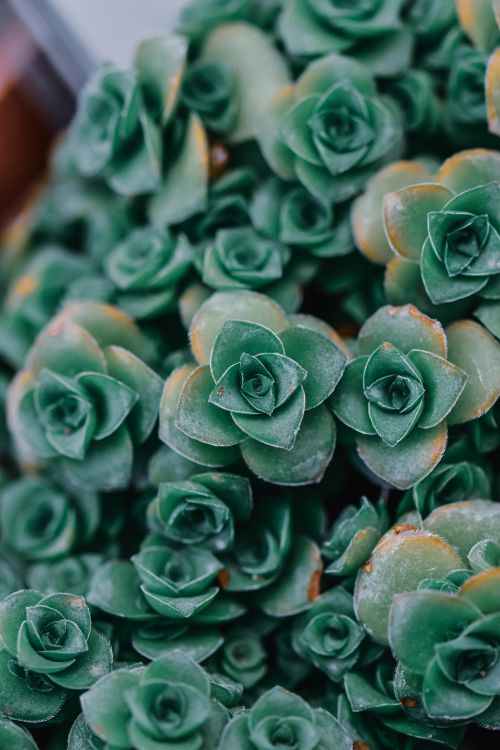 Free Vibrant, close-up view of lush green succulents with rosette patterns. Ideal for nature themes. Stock Photo