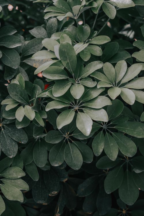 Free Detailed close-up of lush green dwarf umbrella plant leaves capturing natural beauty and texture. Stock Photo