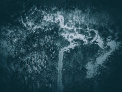 Free Birds Eye View of a Road in the Middle of a Forest Stock Photo