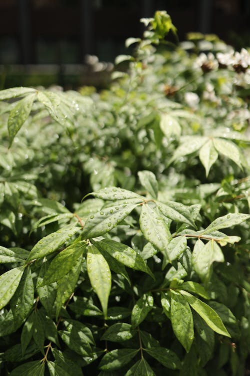 Green Leaves With Water Droplets