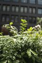Green Leaves in Front of Brown Concrete Building