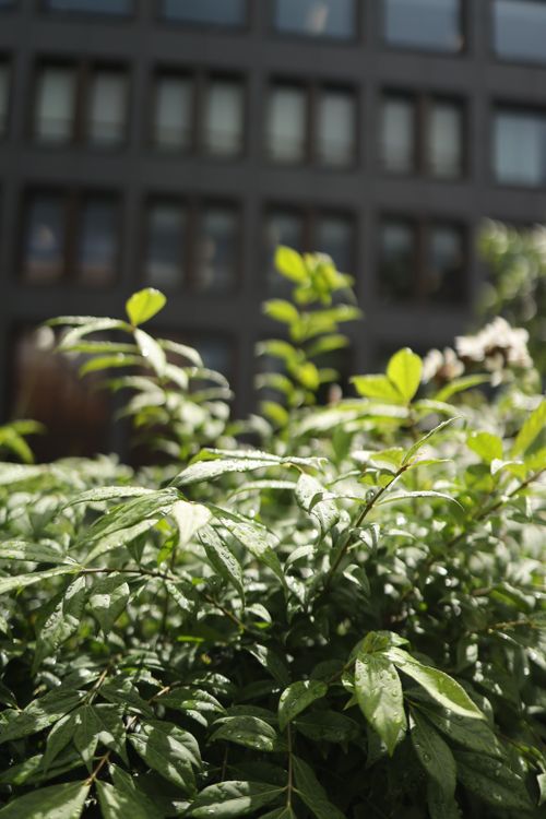 Free Vibrant green leaves glistening with raindrops against a modern urban building. Stock Photo