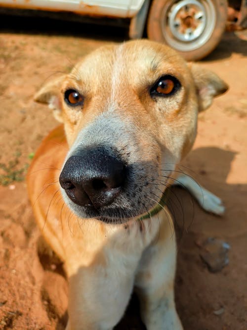 Free stock photo of 2020 wallpaper, animal, dog face