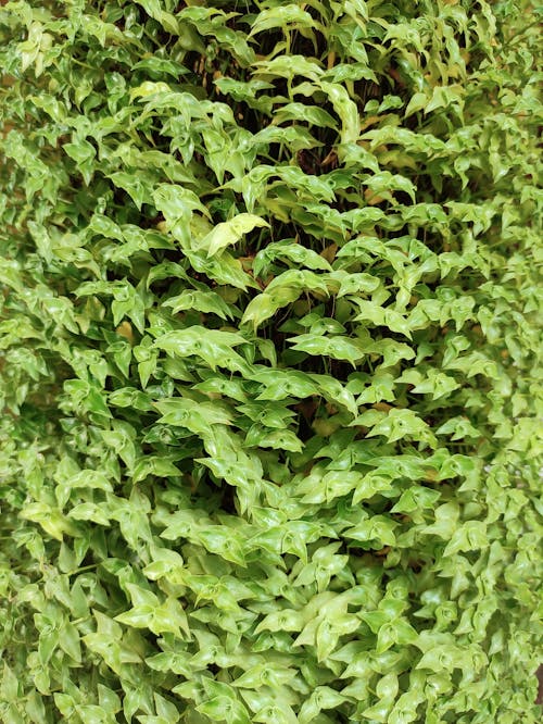 Free stock photo of green bush