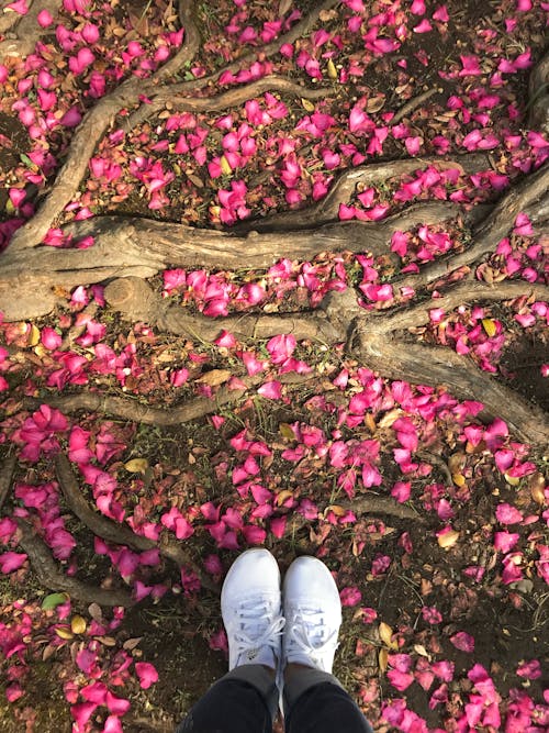 Person in White Sneakers Standing on Pink Flower Petals