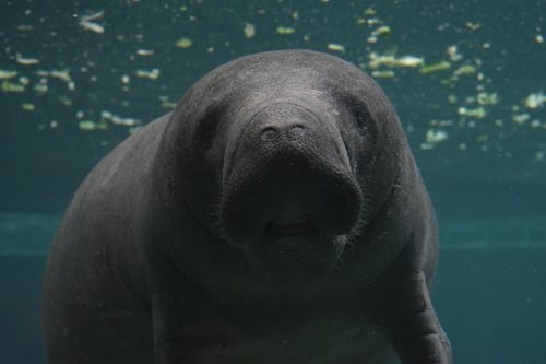 Free A detailed underwater capture of a manatee swimming in its natural habitat. Stock Photo