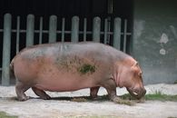 Brown Pig on White Sand