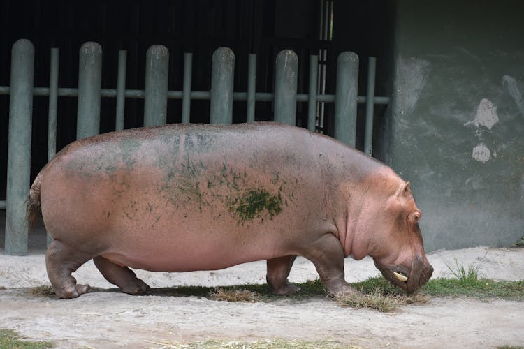 A Large Hippo Walking On The Ground