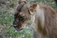 Brown Lion Lying on Green Grass