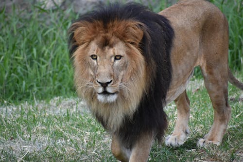 Free Lion on Green Grass Stock Photo