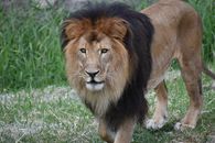 Lion on Green Grass