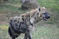 Brown and Black Leopard on Green Grass Field