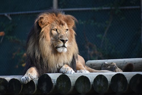 動物, 動物攝影, 叢林之王 的 免费素材图片