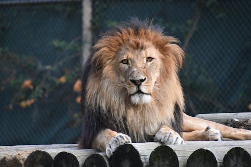 動物, 動物攝影, 叢林之王 的 免费素材图片