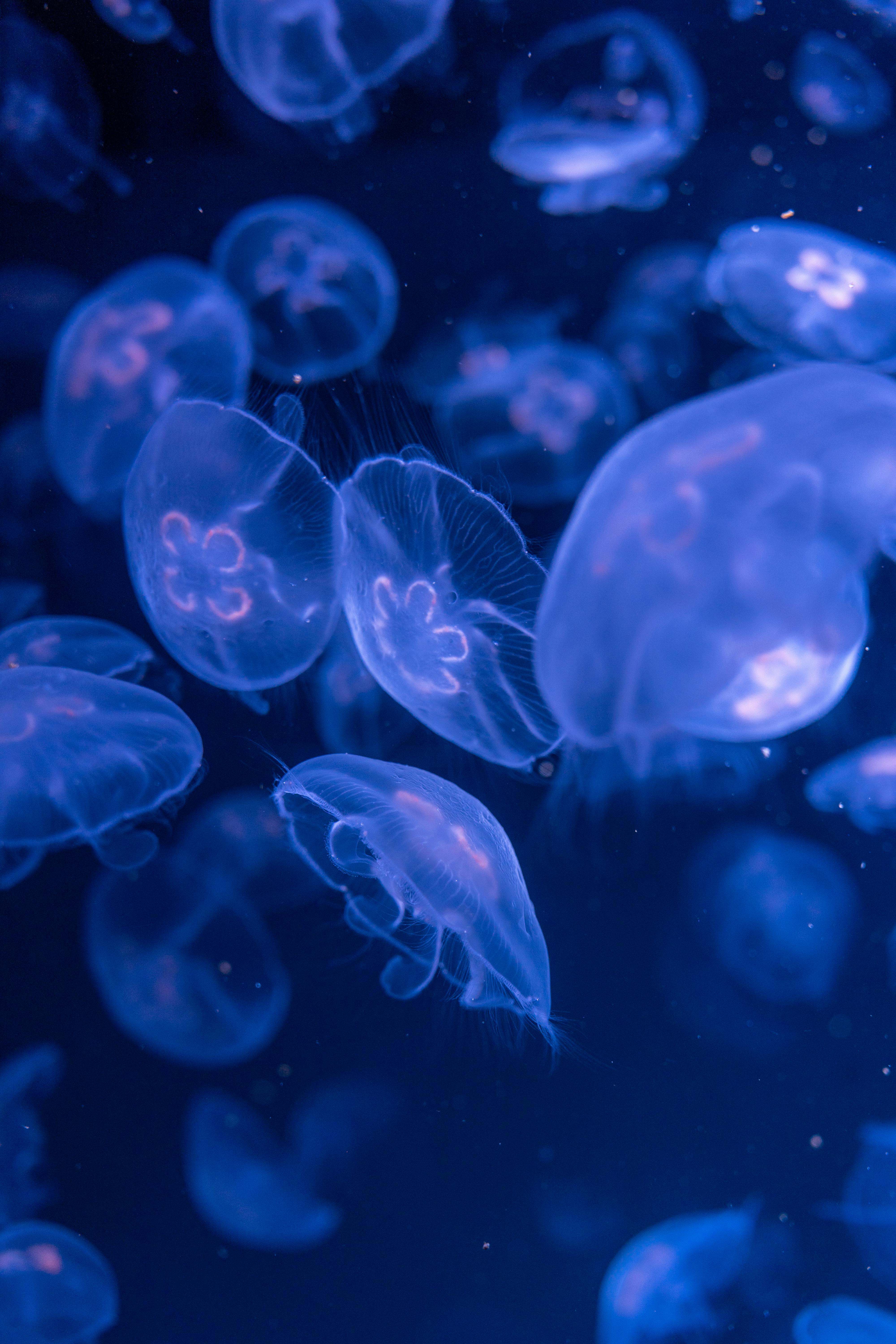 Jellyfish 1080P, 2K, 4K, 5K HD wallpapers free download | Wallpaper Flare