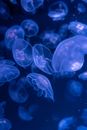 Blue Jellyfish in Water