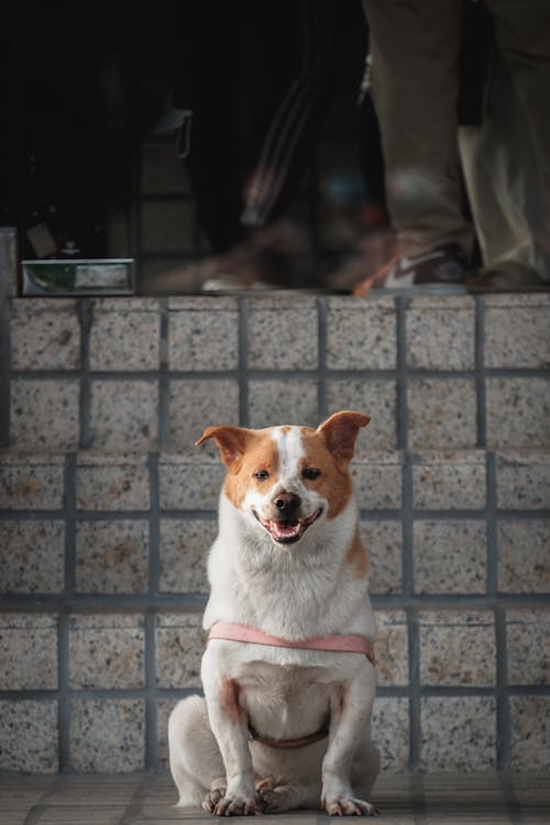 Dog with Harness Sitting Outside 