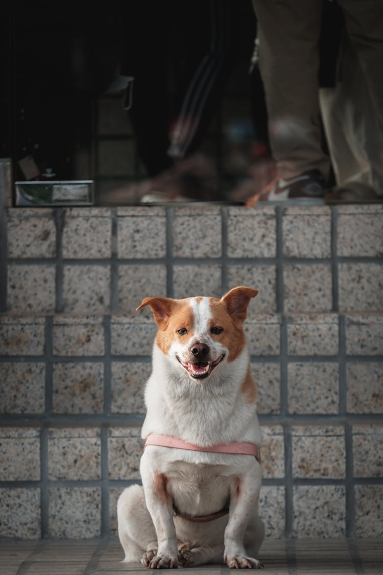 Piebald Little Dog Sitting By Stairs In Street