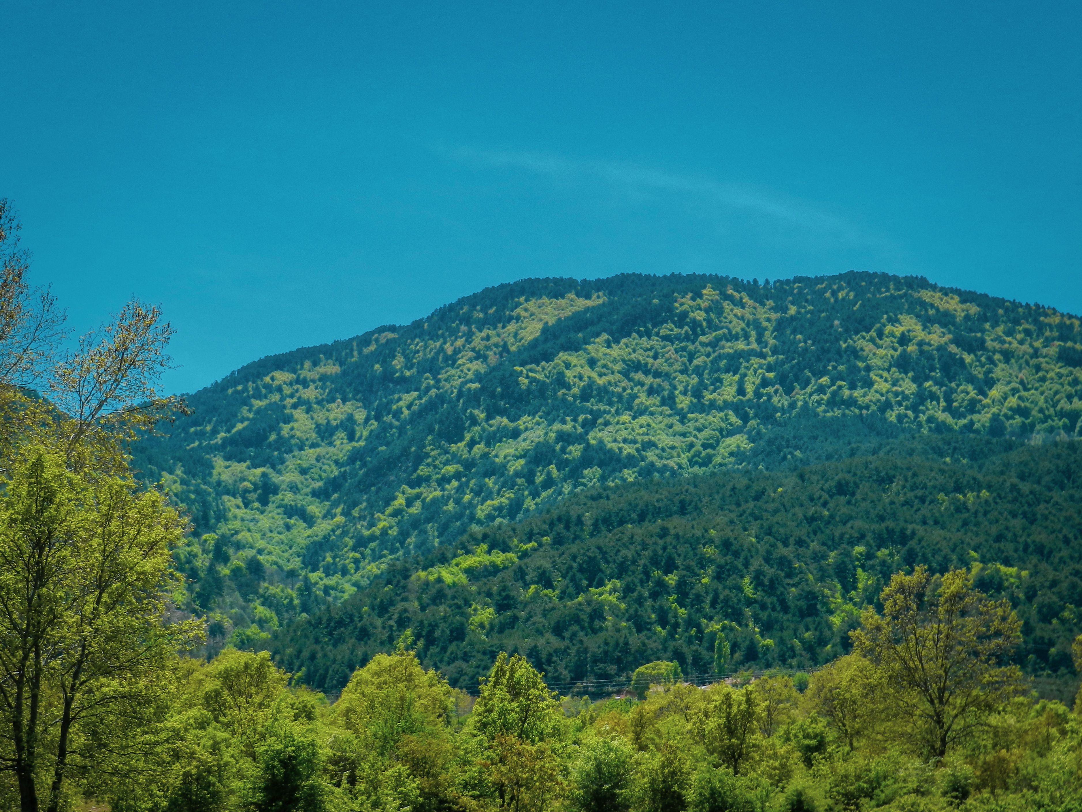 A Green Trees on Mountain Under the Blue Sky · Free Stock Photo