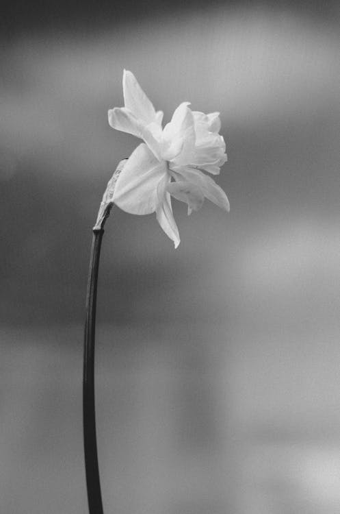 Free Grayscale Photo of Flower Stock Photo