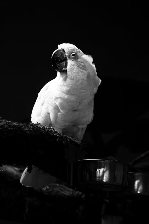 Grayscale Photo of a Cockatoo