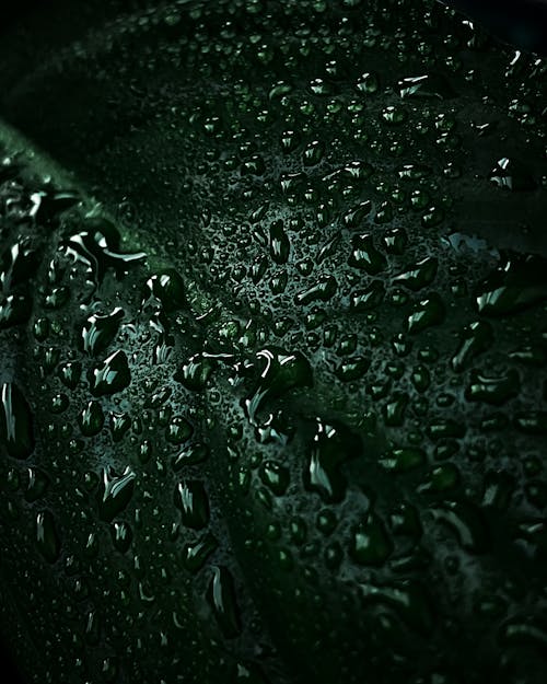 Free Green Plant With Water Droplets Stock Photo