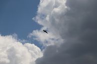 Black Bird Flying Under White Clouds