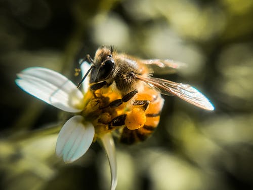 A Close-up Shot of a Bee Perched on a White Flower