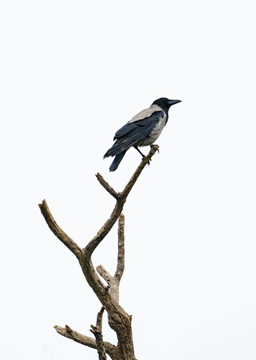 Bird Perched on a Tree Branch