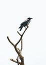alone on the tree
