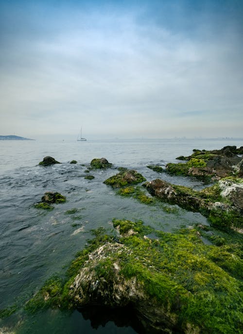 View of Rocks Covered in Moss on a Shore 