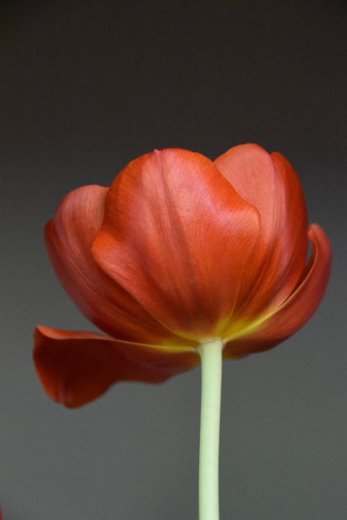 Free A stunning red tulip in bloom set against a muted gray background captures the essence of spring. Stock Photo