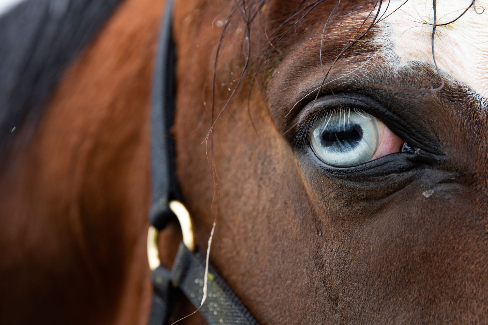 Close Up Shot of a Horse Eye