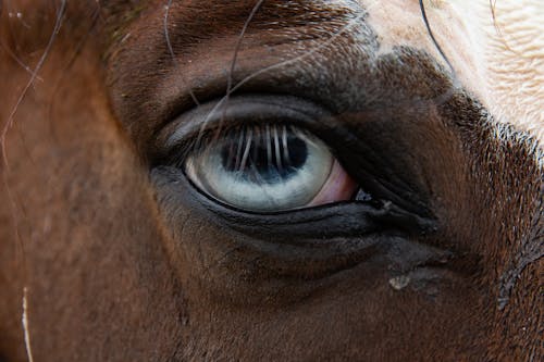 Gratis lagerfoto af blå øjne, blåt hesteøje, blåt øje
