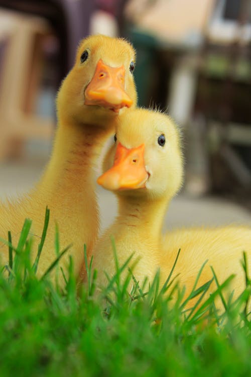 Close-up of Two Yellow Ducklings 