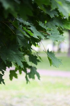 Close-up of vibrant green maple leaves with blurred background, showcasing natural beauty.