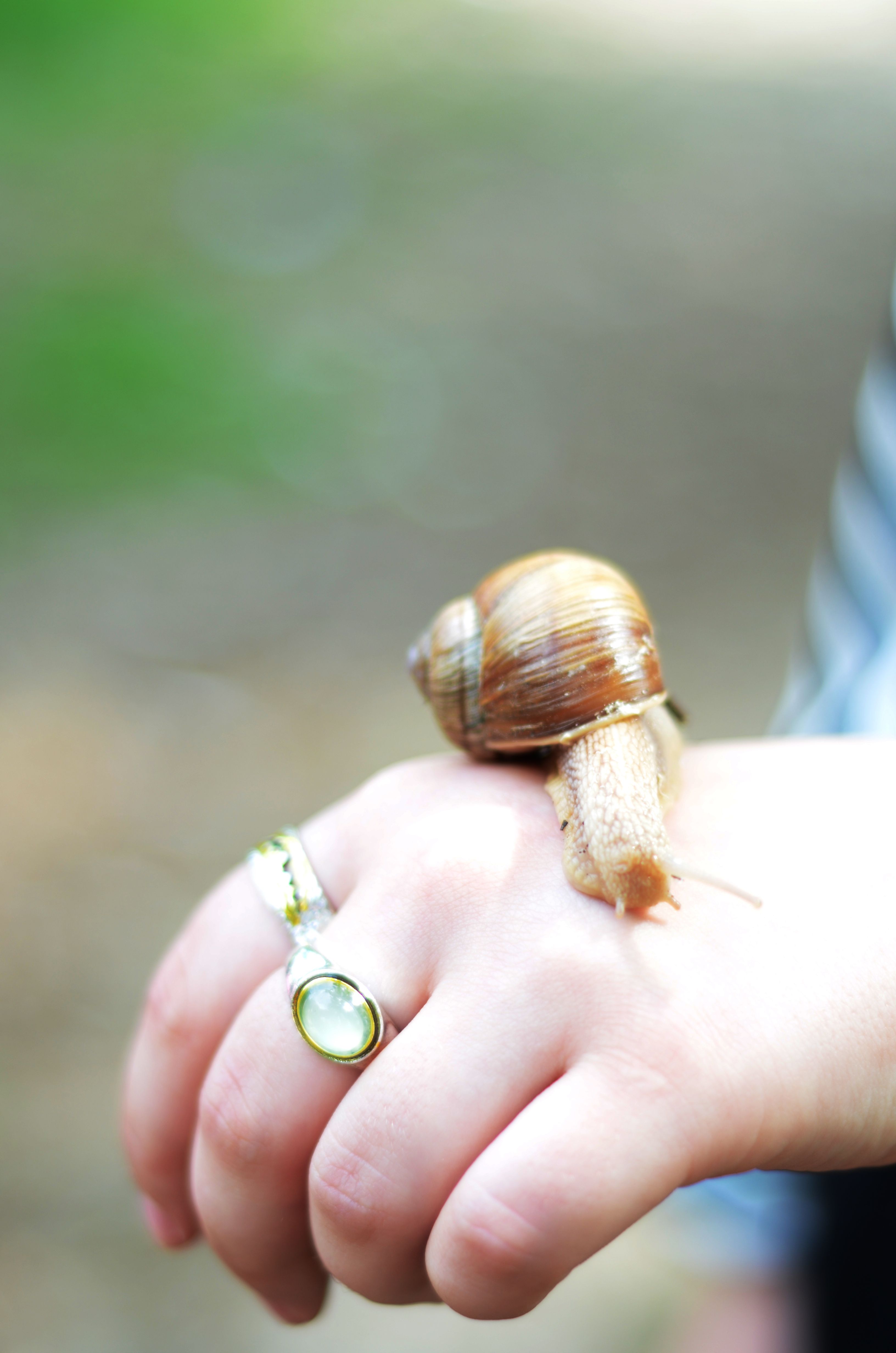 Snail on a Hand · Free Stock Photo