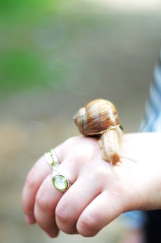 Close-up of a snail crawling on a hand, showcasing nature and wildlife interaction.