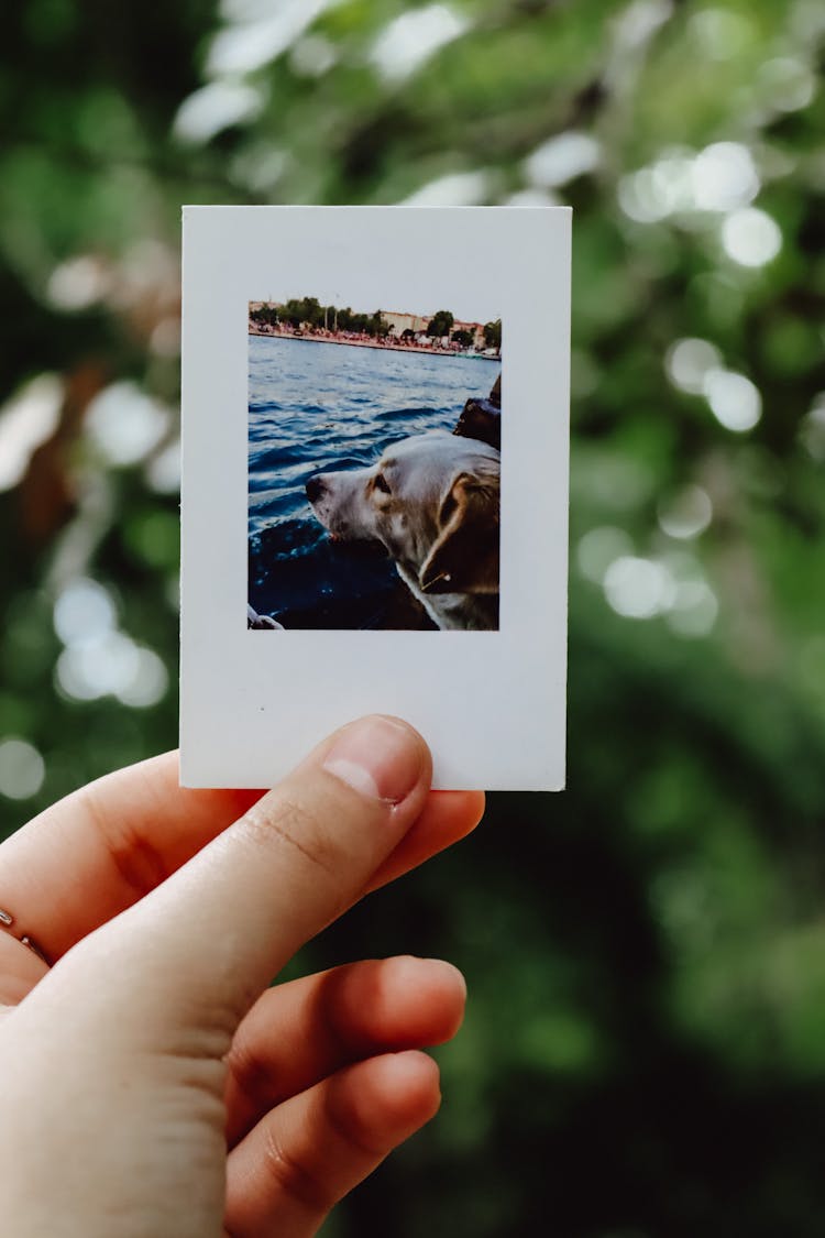 A Person Holding An Instant Photo Of A Dog