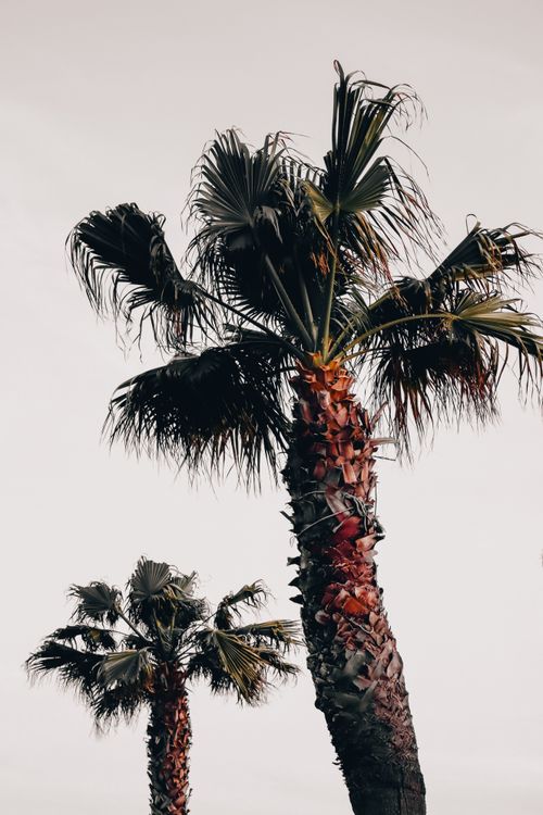 Free Two tall palm trees with lush green fronds reaching into a clear sky, embodying tropical vibes. Stock Photo