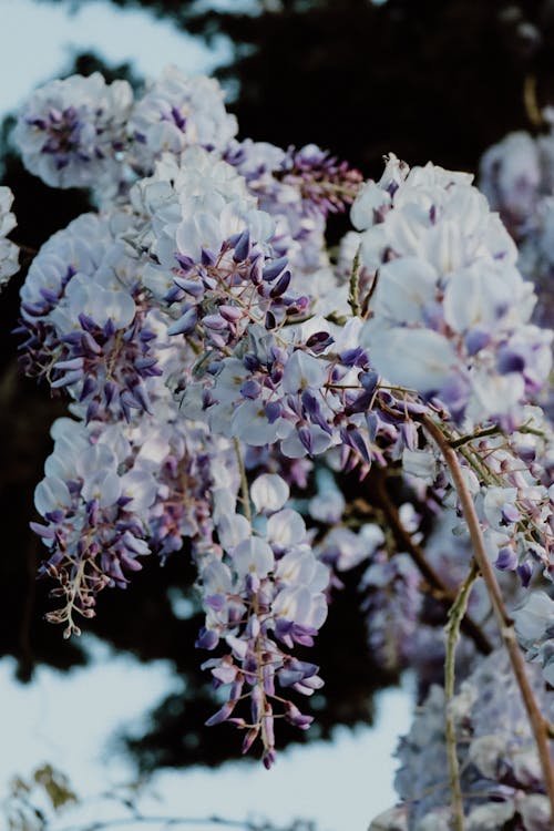 Free Close-up of a Wisteria Stock Photo