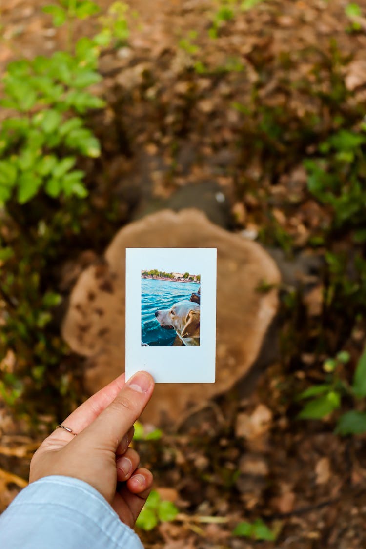 A Person Holding An Instant Photo Of A Dog