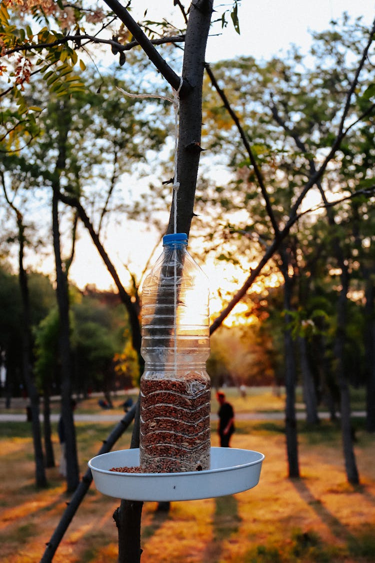 Concept For Feeding Birds Using Bottle In Park