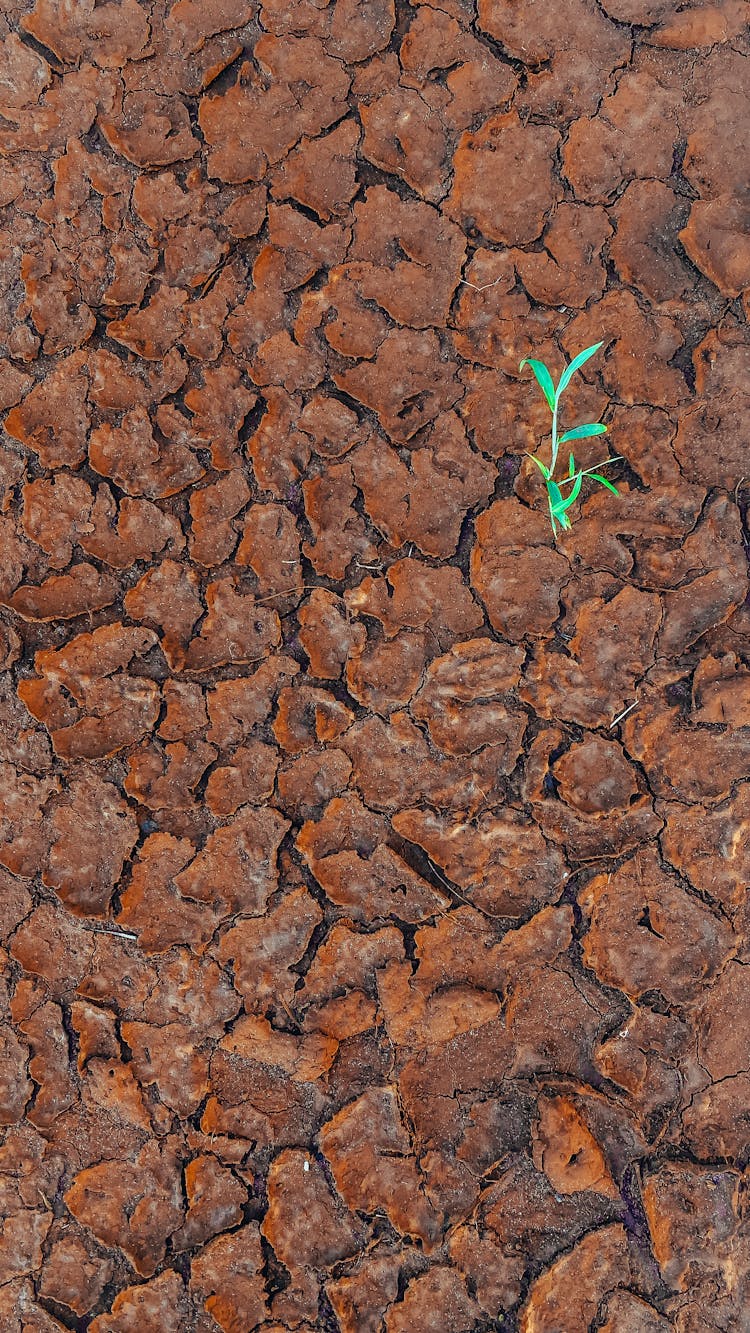 Photo Of A Small Green Plat Growing In Dry Field