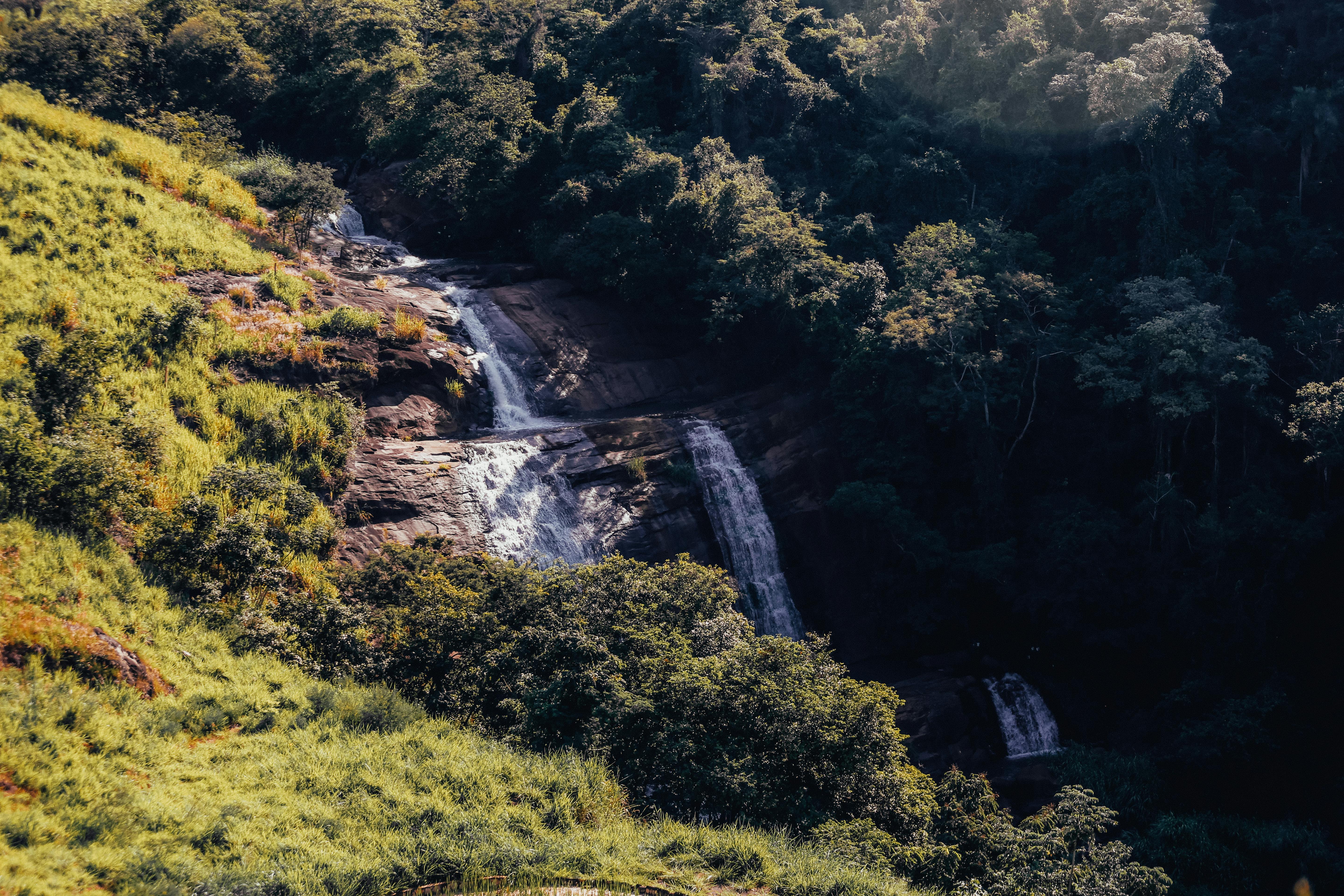 Which trees indicate underground water?