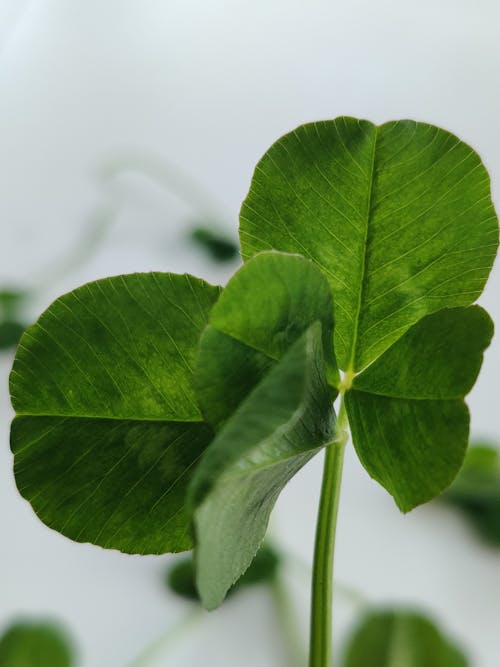 Four-leaf Clover in Close-up Shot 