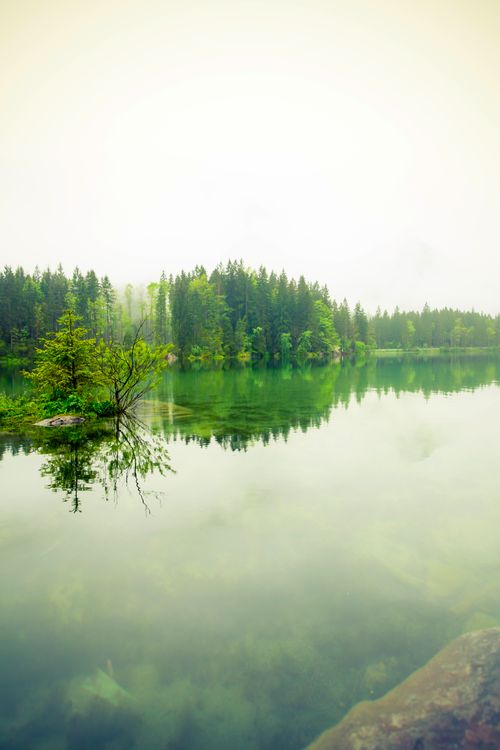 Foggy evergreen forest above a still lake