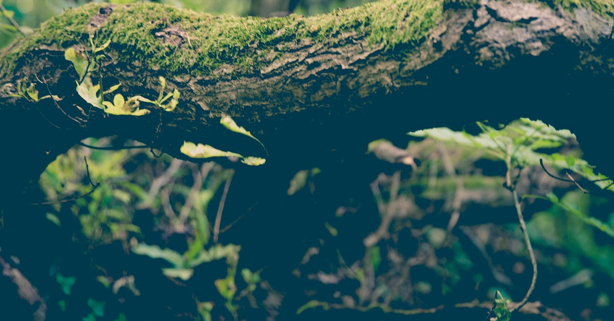 Free stock photo of branch, forest, moss